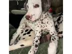 Dalmatian Puppy for sale in Lawrence, MI, USA