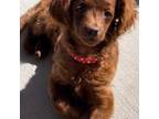 Mutt Puppy for sale in Midvale, UT, USA