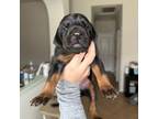 Doberman Pinscher Puppy for sale in Houston, TX, USA