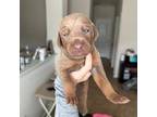 Doberman Pinscher Puppy for sale in Houston, TX, USA