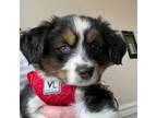 Miniature Australian Shepherd Puppy for sale in Raritan, NJ, USA