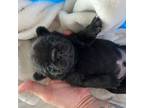 Pug Puppy for sale in Tampa, FL, USA