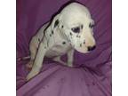 Dalmatian Puppy for sale in Lake Lure, NC, USA