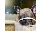 French Bulldog Puppy for sale in Halethorpe, MD, USA