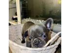 French Bulldog Puppy for sale in Halethorpe, MD, USA