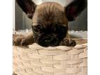 French Bulldog Puppy for sale in Halethorpe, MD, USA