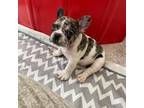 French Bulldog Puppy for sale in Greeley, CO, USA