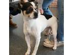 Adopt LVH-Stray-lv212 a Jack Russell Terrier