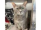 Adopt Theon a Domestic Short Hair