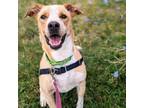 Adopt Titan a Mixed Breed