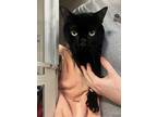 Adopt Noche a Domestic Short Hair