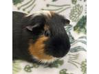 Adopt Theodore a Guinea Pig