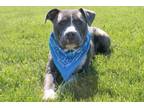 Adopt Iron Man a American Staffordshire Terrier, Mixed Breed