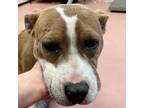 Adopt SCRAPPY a Pit Bull Terrier