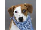 Adopt East a Cattle Dog