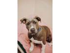 Adopt 72500A Marshall a American Staffordshire Terrier, Mixed Breed