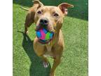 Adopt Marcus a Pit Bull Terrier