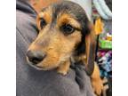 Adopt Coal a Beagle