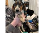 Adopt Rocky a German Wirehaired Pointer, Beagle