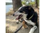 Adopt Bronco a Australian Shepherd, Australian Cattle Dog / Blue Heeler