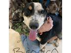 Adopt Bronco a Australian Shepherd, Australian Cattle Dog / Blue Heeler