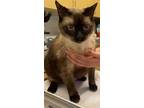 Adopt TOM a Siamese