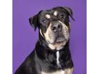 Adopt Charlie a Mixed Breed