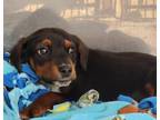 Adopt Carson / AC 25392 a Beagle, Terrier