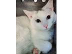 Adopt Eleven a Domestic Short Hair