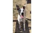 Adopt Petey a Australian Cattle Dog / Blue Heeler, Pit Bull Terrier