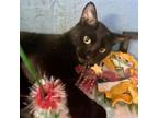 Adopt Pinky's Records a Domestic Short Hair