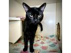 Adopt Pinky's Records a Domestic Short Hair