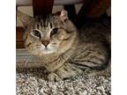 Adopt McElodeon a American Shorthair