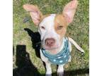 Adopt Bart a Pit Bull Terrier, Mixed Breed