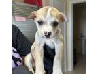 Adopt Gee / 0404_5 a Shepherd, Pit Bull Terrier