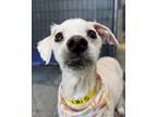 Adopt Artie a Mixed Breed