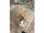 Adopt Osito a Pit Bull Terrier, Mixed Breed