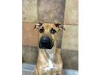 Adopt 55760670 a Black Mouth Cur, Mixed Breed