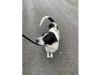 Adopt 55760983 a Border Collie, Mixed Breed
