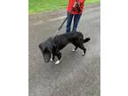Adopt 55761004 a Border Collie, Mixed Breed