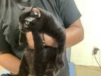 Adopt Moon a Domestic Short Hair