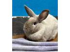 Adopt Thumper a Bunny Rabbit