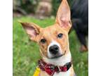 Adopt 55758896 a Cardigan Welsh Corgi, Terrier