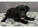 Adopt Peter Pan a Pit Bull Terrier, Mixed Breed
