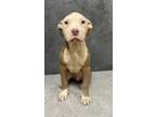 Adopt Jack a Pit Bull Terrier, Mixed Breed