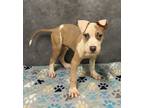 Adopt Theodore a Pit Bull Terrier, Mixed Breed