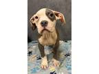 Adopt Mateo a Pit Bull Terrier, Mixed Breed