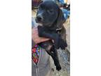 Adopt LUKE a Labrador Retriever