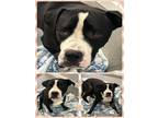 Adopt KING a American Staffordshire Terrier