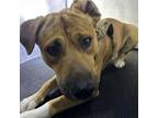 Adopt BRUCE a American Staffordshire Terrier